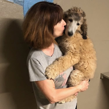 Poodle service 2024 dog breeders