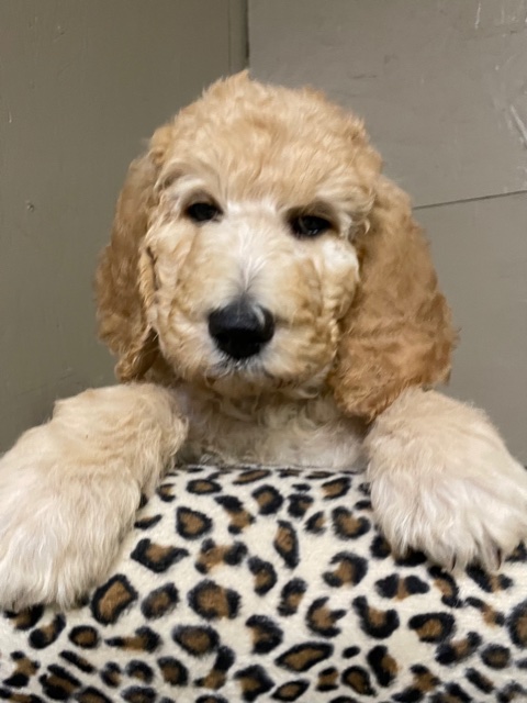 Bunne Poodle - Standard Poodle Puppy